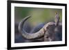 Red-billed Oxpecker (Buphagus erythrorhynchus) adult, Kenya-Shem Compion-Framed Photographic Print