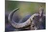 Red-billed Oxpecker (Buphagus erythrorhynchus) adult, Kenya-Shem Compion-Mounted Photographic Print