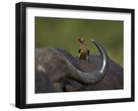 Red-Billed Oxpecker (Buphagus Erythrorhynchus), Kruger National Park, South Africa, Africa-James Hager-Framed Photographic Print