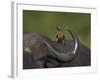 Red-Billed Oxpecker (Buphagus Erythrorhynchus), Kruger National Park, South Africa, Africa-James Hager-Framed Photographic Print