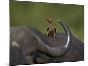 Red-Billed Oxpecker (Buphagus Erythrorhynchus), Kruger National Park, South Africa, Africa-James Hager-Mounted Photographic Print