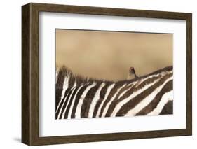 Red-billed oxpecker (Buphagus erythrorhynchus), Ngorongoro Conservation Area, Tanzania, East Africa-Ashley Morgan-Framed Photographic Print