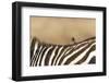 Red-billed oxpecker (Buphagus erythrorhynchus), Ngorongoro Conservation Area, Tanzania, East Africa-Ashley Morgan-Framed Photographic Print