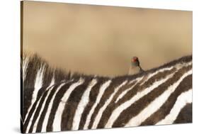 Red-billed oxpecker (Buphagus erythrorhynchus), Ngorongoro Conservation Area, Tanzania, East Africa-Ashley Morgan-Stretched Canvas