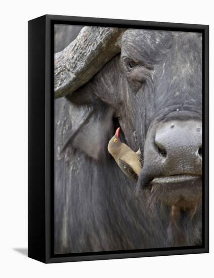 Red-Billed Oxpecker (Buphagus Erythrorhynchus) on a Cape Buffalo (African Buffalo) (Syncerus Caffer-James Hager-Framed Stretched Canvas