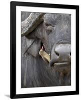 Red-Billed Oxpecker (Buphagus Erythrorhynchus) on a Cape Buffalo (African Buffalo) (Syncerus Caffer-James Hager-Framed Photographic Print