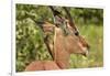 Red-billed Oxpecker (Buphagus erythrorhynchus), on Impala (Aepyceros melampus melampus), Kruger NP-David Wall-Framed Photographic Print