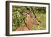 Red-billed Oxpecker (Buphagus erythrorhynchus), on Impala (Aepyceros melampus melampus), Kruger NP-David Wall-Framed Photographic Print