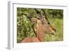 Red-billed Oxpecker (Buphagus erythrorhynchus), on Impala (Aepyceros melampus melampus), Kruger NP-David Wall-Framed Photographic Print