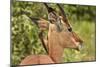 Red-billed Oxpecker (Buphagus erythrorhynchus), on Impala (Aepyceros melampus melampus), Kruger NP-David Wall-Mounted Photographic Print