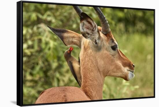 Red-billed Oxpecker (Buphagus erythrorhynchus), on Impala (Aepyceros melampus melampus), Kruger NP-David Wall-Framed Stretched Canvas