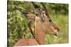 Red-billed Oxpecker (Buphagus erythrorhynchus), on Impala (Aepyceros melampus melampus), Kruger NP-David Wall-Stretched Canvas