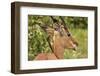 Red-billed Oxpecker (Buphagus erythrorhynchus), on Impala (Aepyceros melampus melampus), Kruger NP-David Wall-Framed Photographic Print