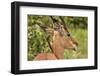 Red-billed Oxpecker (Buphagus erythrorhynchus), on Impala (Aepyceros melampus melampus), Kruger NP-David Wall-Framed Photographic Print