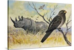 Red-Billed Oxpecker (Buphagus Erythrorhynchus), Sturnidae, and Rhinoceros-null-Stretched Canvas