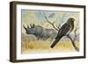 Red-Billed Oxpecker (Buphagus Erythrorhynchus), Sturnidae, and Rhinoceros-null-Framed Giclee Print