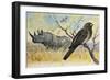 Red-Billed Oxpecker (Buphagus Erythrorhynchus), Sturnidae, and Rhinoceros-null-Framed Giclee Print