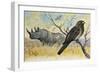 Red-Billed Oxpecker (Buphagus Erythrorhynchus), Sturnidae, and Rhinoceros-null-Framed Giclee Print