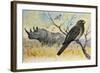 Red-Billed Oxpecker (Buphagus Erythrorhynchus), Sturnidae, and Rhinoceros-null-Framed Giclee Print