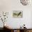 Red-Billed Oxpecker (Buphagus Erythrorhynchus), Sturnidae, and Rhinoceros-null-Stretched Canvas displayed on a wall