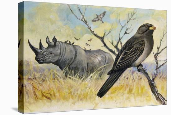 Red-Billed Oxpecker (Buphagus Erythrorhynchus), Sturnidae, and Rhinoceros-null-Stretched Canvas