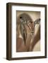 Red-Billed Oxpecker (Buphagus Erythrorhynchus)-James Hager-Framed Photographic Print