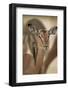 Red-Billed Oxpecker (Buphagus Erythrorhynchus)-James Hager-Framed Photographic Print