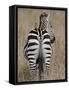 Red-Billed Oxpecker on a Grants Zebra-James Hager-Framed Stretched Canvas