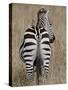 Red-Billed Oxpecker on a Grants Zebra-James Hager-Stretched Canvas