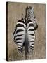 Red-Billed Oxpecker on a Grants Zebra-James Hager-Stretched Canvas