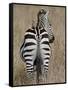 Red-Billed Oxpecker on a Grants Zebra-James Hager-Framed Stretched Canvas