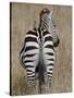 Red-Billed Oxpecker on a Grants Zebra-James Hager-Stretched Canvas
