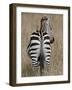 Red-Billed Oxpecker on a Grants Zebra-James Hager-Framed Photographic Print