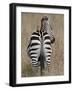 Red-Billed Oxpecker on a Grants Zebra-James Hager-Framed Photographic Print