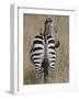 Red-Billed Oxpecker on a Grants Zebra-James Hager-Framed Photographic Print