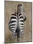 Red-Billed Oxpecker on a Grants Zebra-James Hager-Mounted Photographic Print