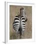 Red-Billed Oxpecker on a Grants Zebra-James Hager-Framed Photographic Print