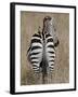 Red-Billed Oxpecker on a Grants Zebra-James Hager-Framed Photographic Print