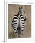 Red-Billed Oxpecker on a Grants Zebra-James Hager-Framed Photographic Print