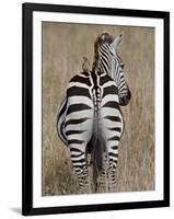 Red-Billed Oxpecker on a Grants Zebra-James Hager-Framed Photographic Print