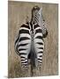 Red-Billed Oxpecker on a Grants Zebra-James Hager-Mounted Photographic Print