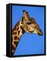 Red-Billed Oxpecker on Giraffe's Head-null-Framed Stretched Canvas