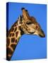 Red-Billed Oxpecker on Giraffe's Head-null-Stretched Canvas