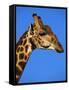 Red-Billed Oxpecker on Giraffe's Head-null-Framed Stretched Canvas