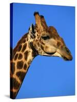 Red-Billed Oxpecker on Giraffe's Head-null-Stretched Canvas