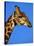 Red-Billed Oxpecker on Giraffe's Head-null-Stretched Canvas