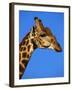 Red-Billed Oxpecker on Giraffe's Head-null-Framed Photographic Print