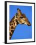 Red-Billed Oxpecker on Giraffe's Head-null-Framed Photographic Print