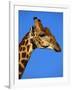 Red-Billed Oxpecker on Giraffe's Head-null-Framed Photographic Print