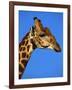 Red-Billed Oxpecker on Giraffe's Head-null-Framed Photographic Print